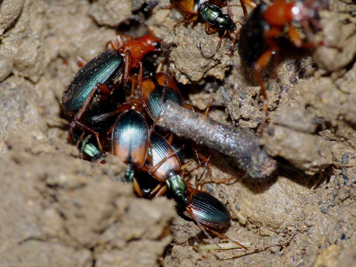 Brachinus? Anchomenus dorsalis